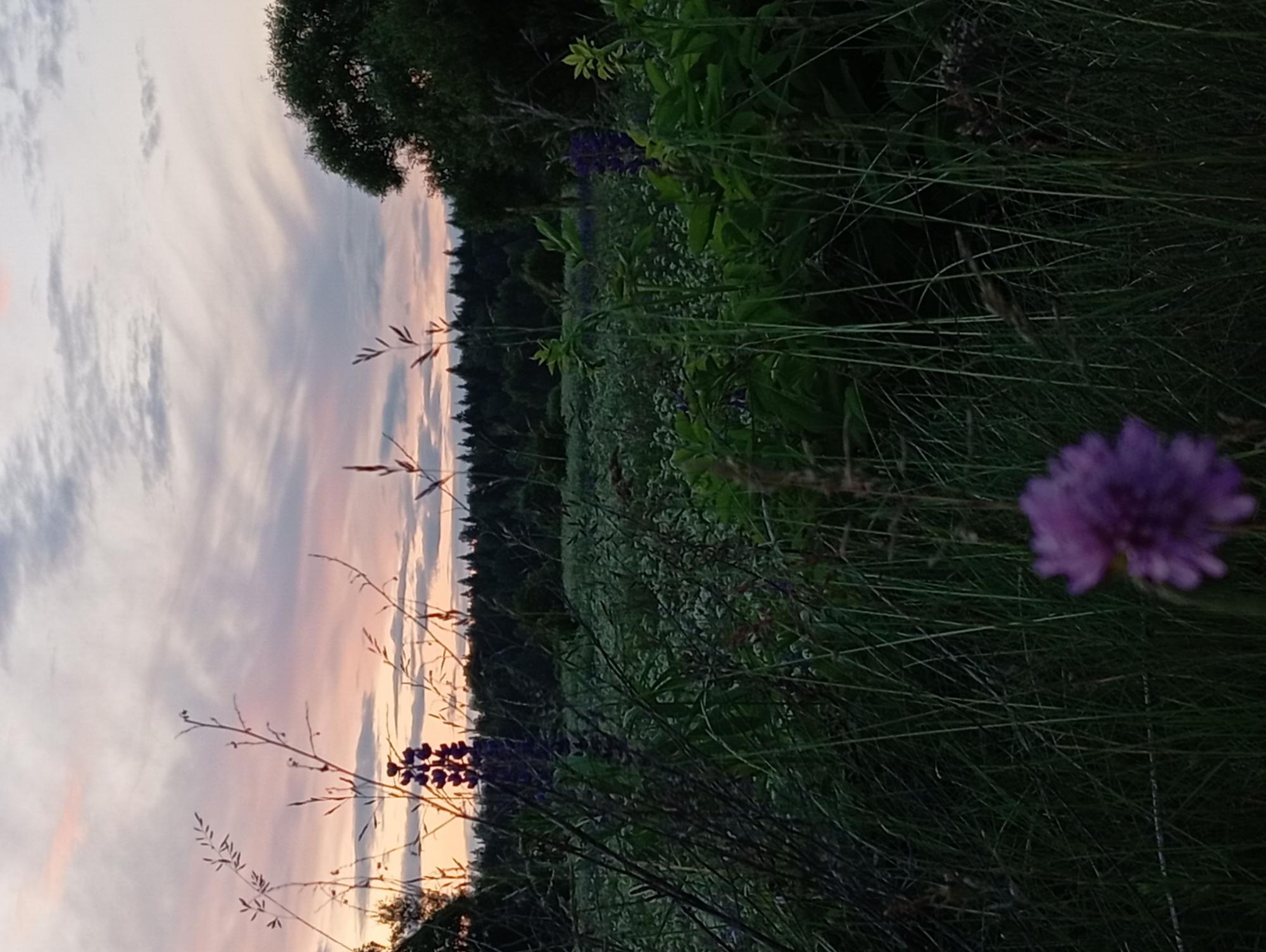 Вечернее поле