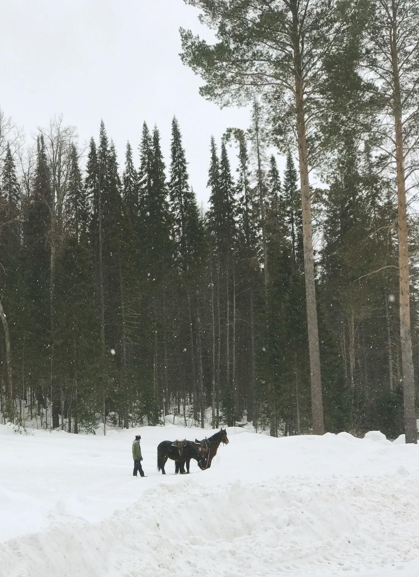 Зимний лес