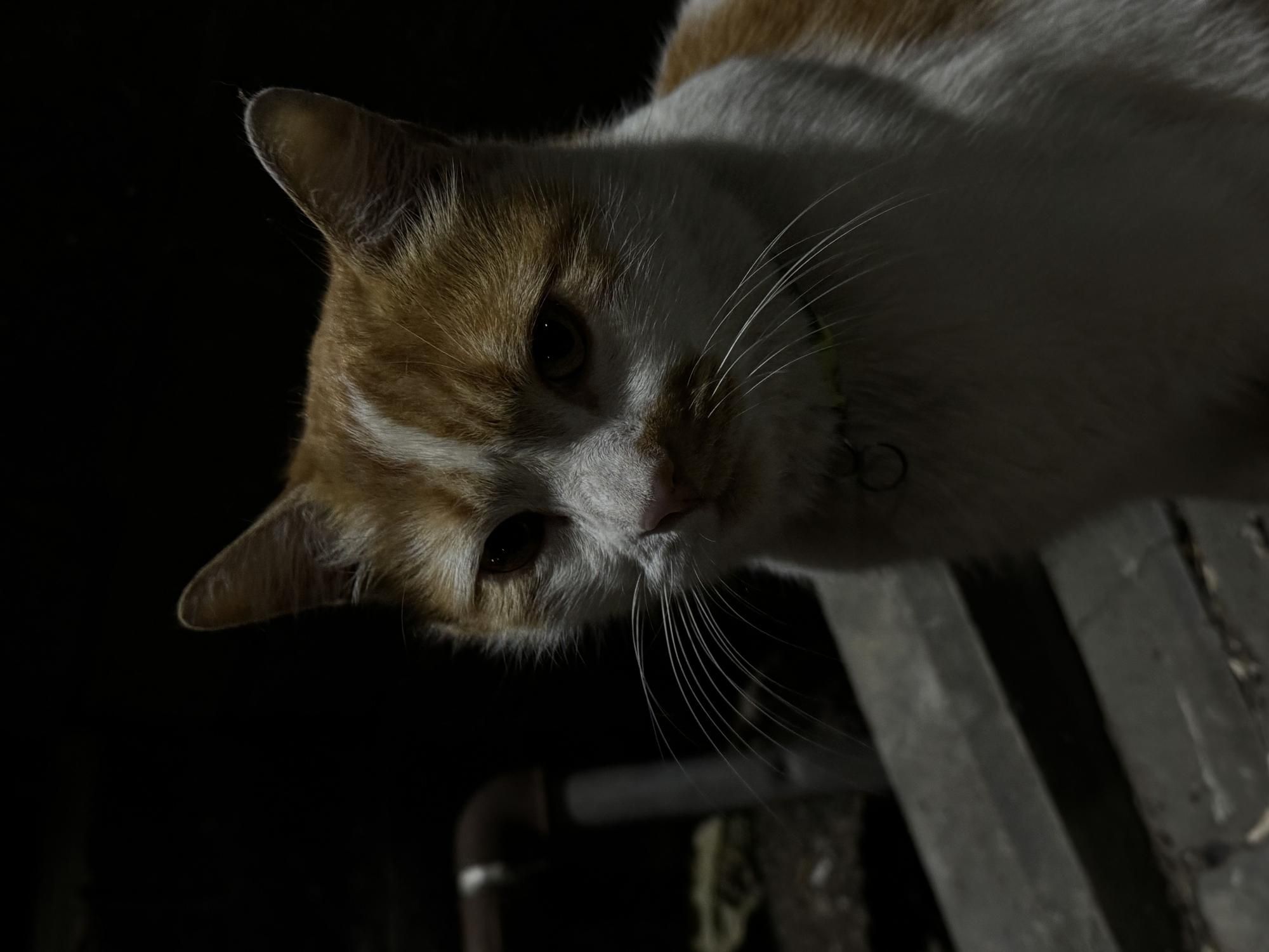 Рыжий кот