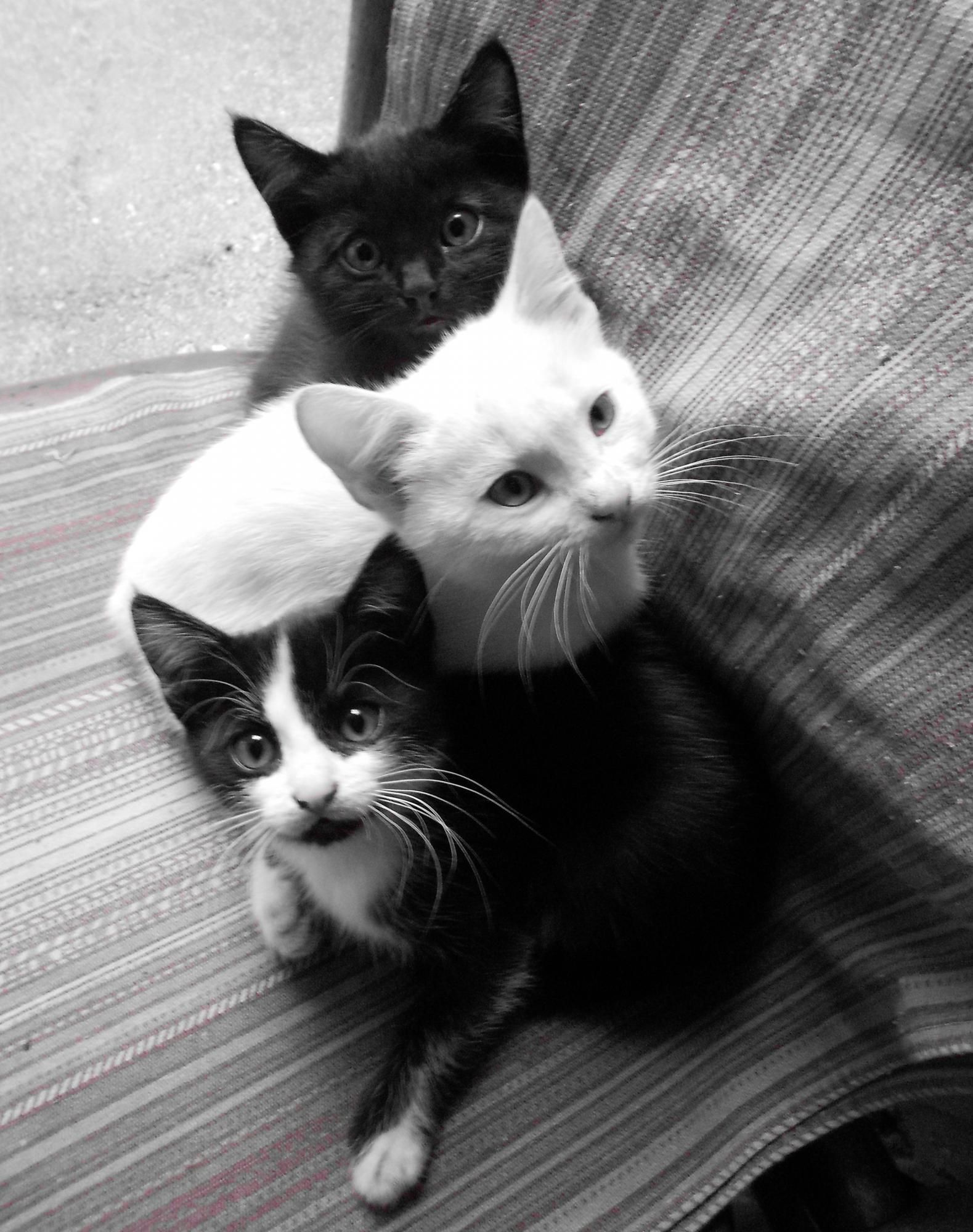 "Три кота"