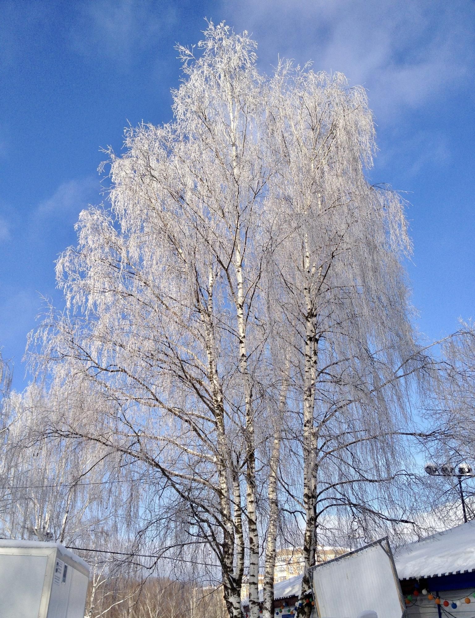 Белая береза…