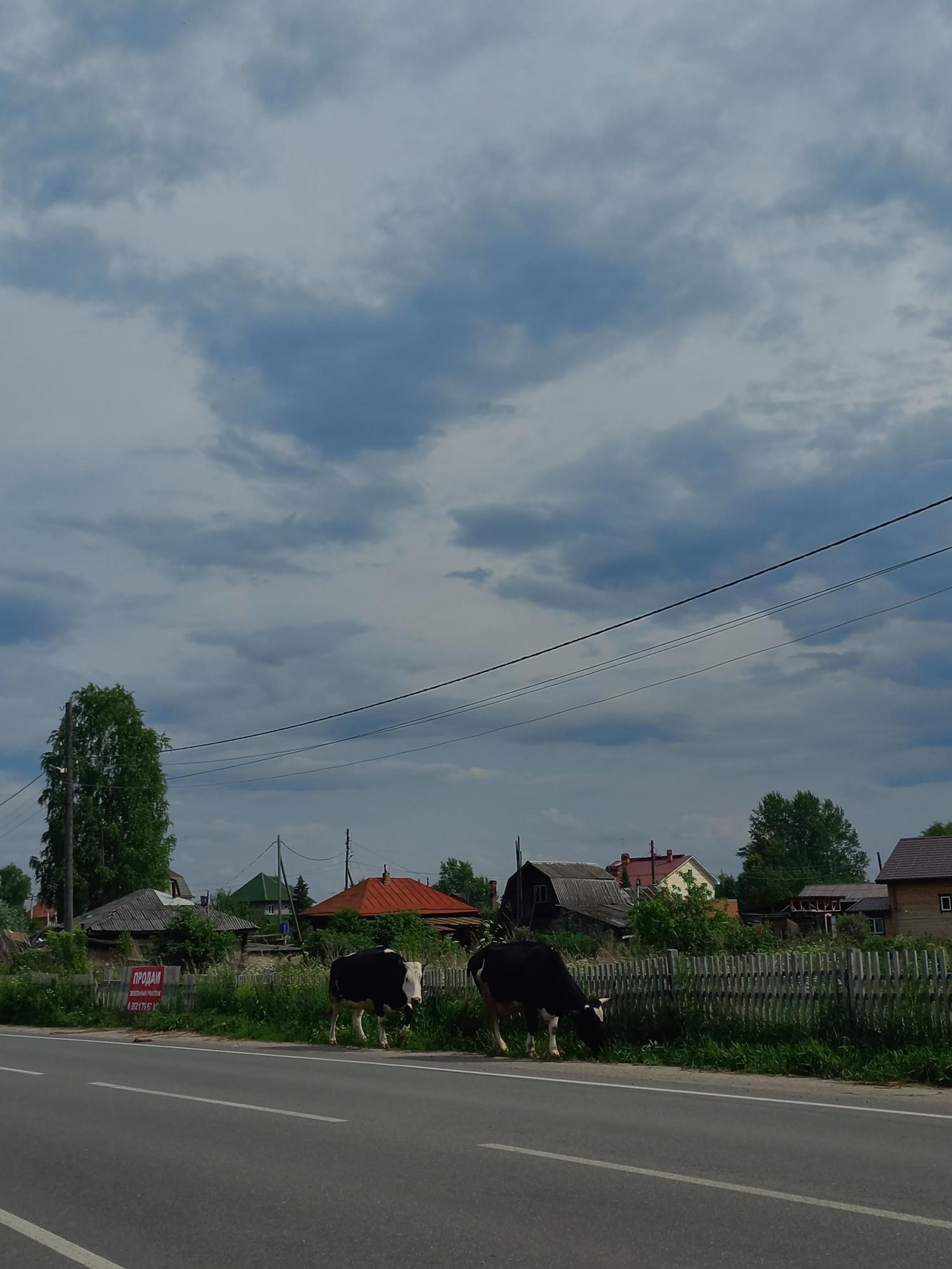 У природы свои правила дорожного движения