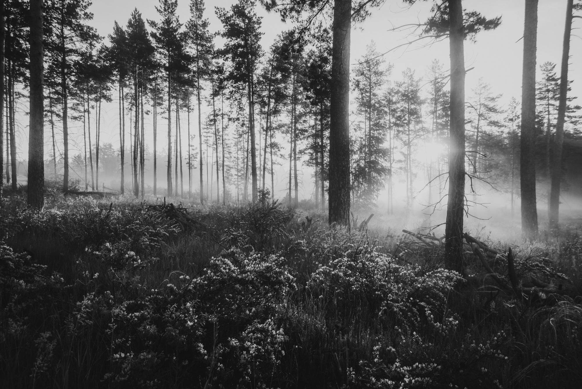 Дыхание леса