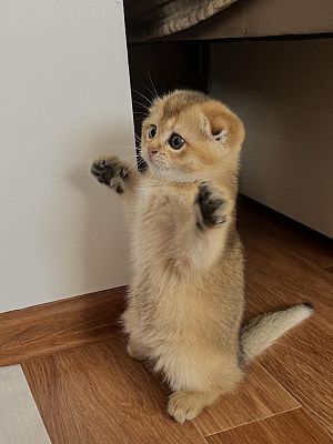 Кот Лео