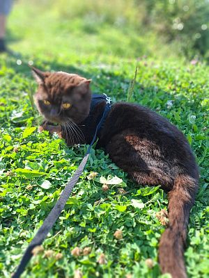 Кот