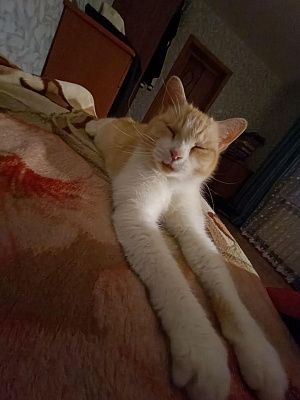 Кот
