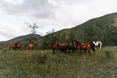 Выгул