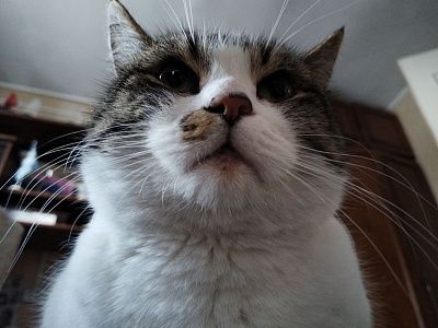 Недовольный кот