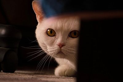 Бася, моя кошка
