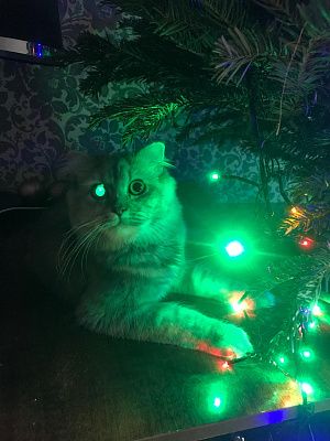Хранитель новогоднего чуда