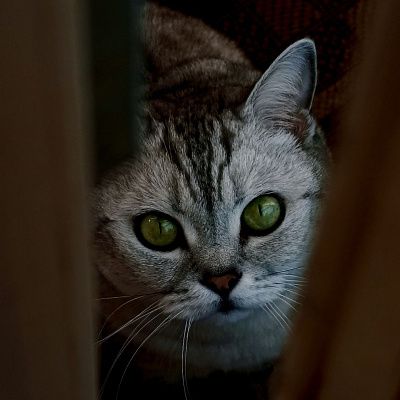 кошачий взгляд - это глубокое озеро