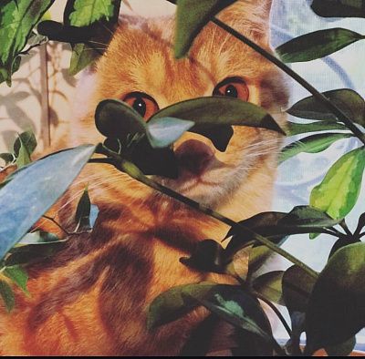 Кот в "джунглях"