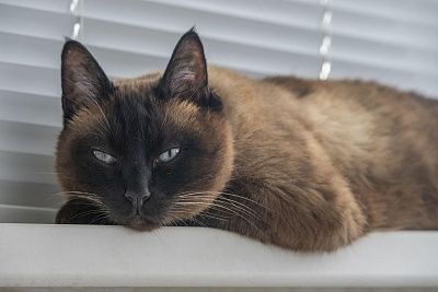 Котик