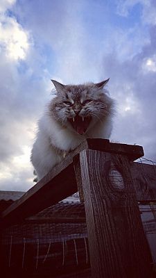 Смотри какие зубки