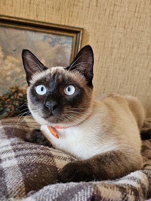 Кот-барон