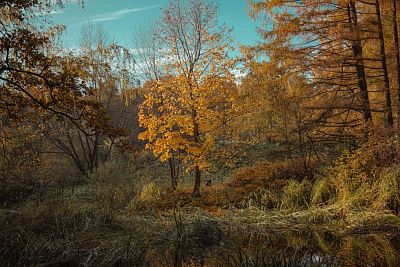 Защитник леса