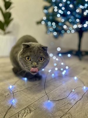 Любимый кот