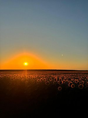 Поле подсолнухов