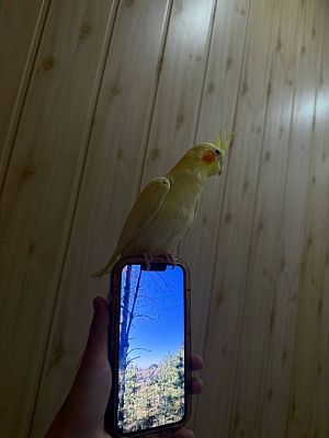Пение птиц 