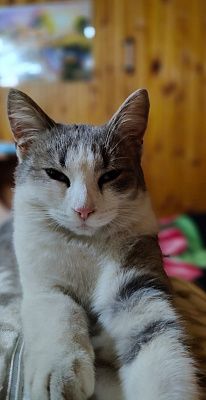 Кошечка Буся
