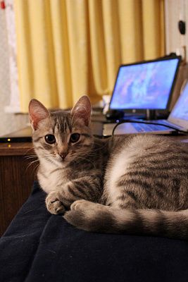 Лютик