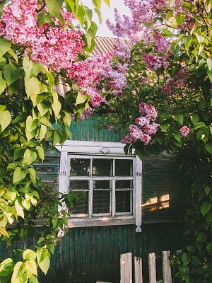 Запах сирени 
