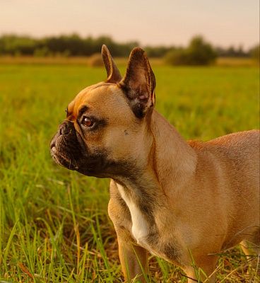 -(6)