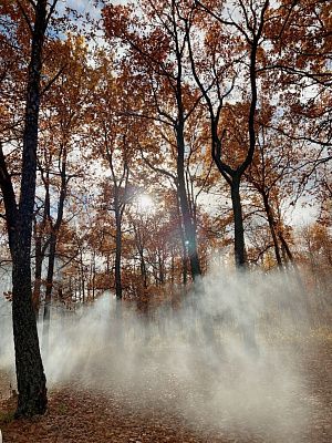 Осенний лес