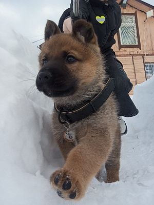 Зевс