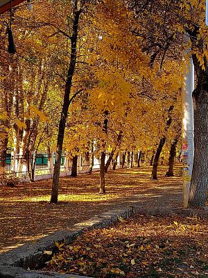 Золотая осень