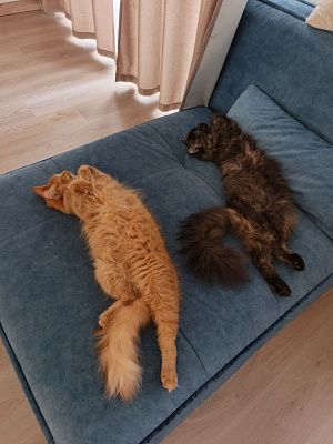 Синхронистки после охоты