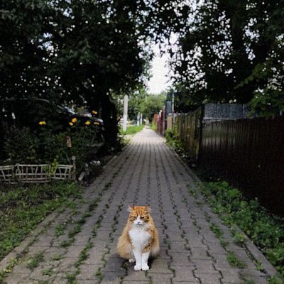 Страж аллеи