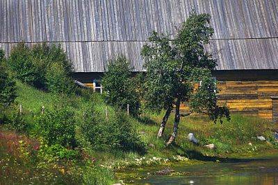 Береза, дом и плеск волны