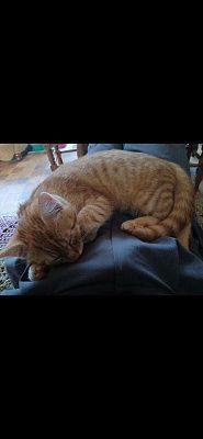 котёнок уснул