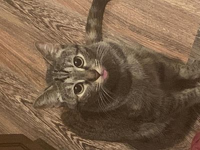 Моя кошечка Бася