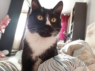 Котейка Филька