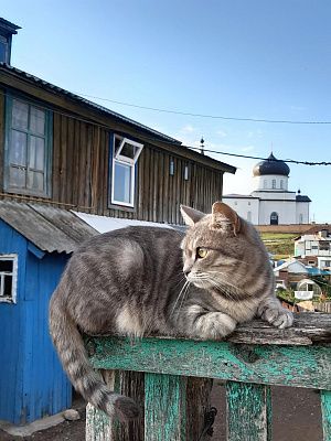 Высоко сижу, далеко гляжу