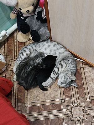 Материнское тепло