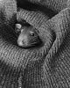 Крыса в свитере 