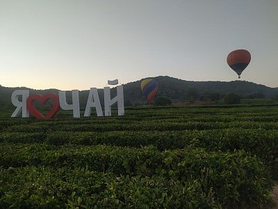 Чайная плантация