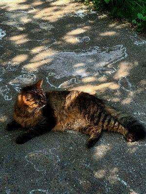 Кот и лето