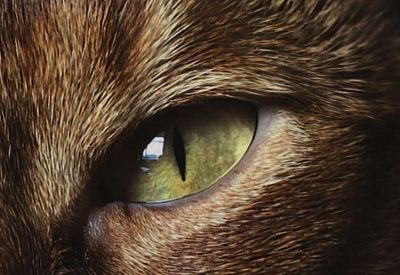 Кот — по имени Абраша. Фрагмент