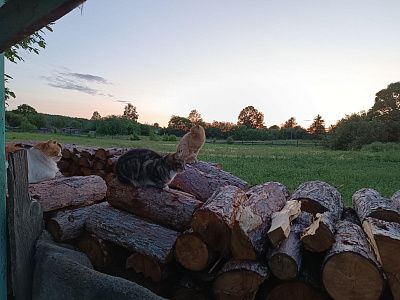 Лето в деревне 