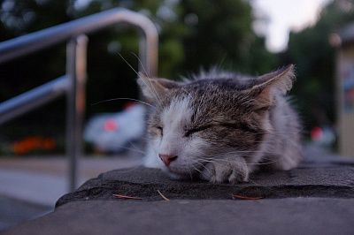 Без задней лапы 
