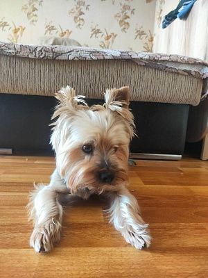 арчик