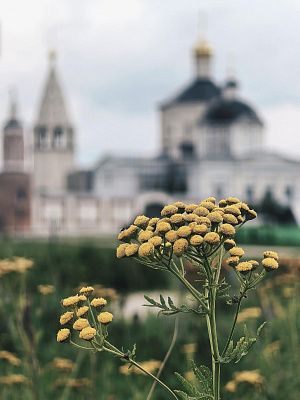 Бобренев монастырь. Пижма 