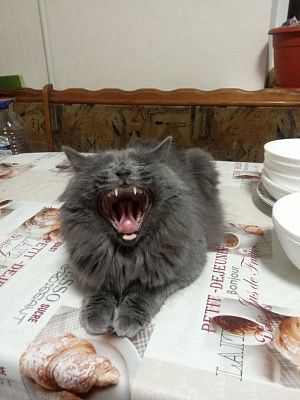 Душевное котосостояние.