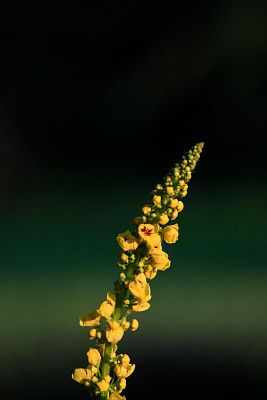 Коровяк