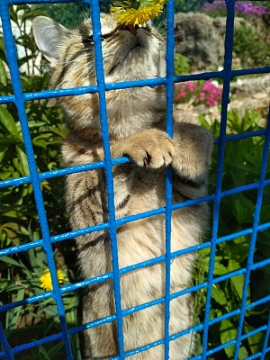 Кошачье счастье 