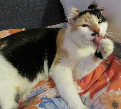 Кошка